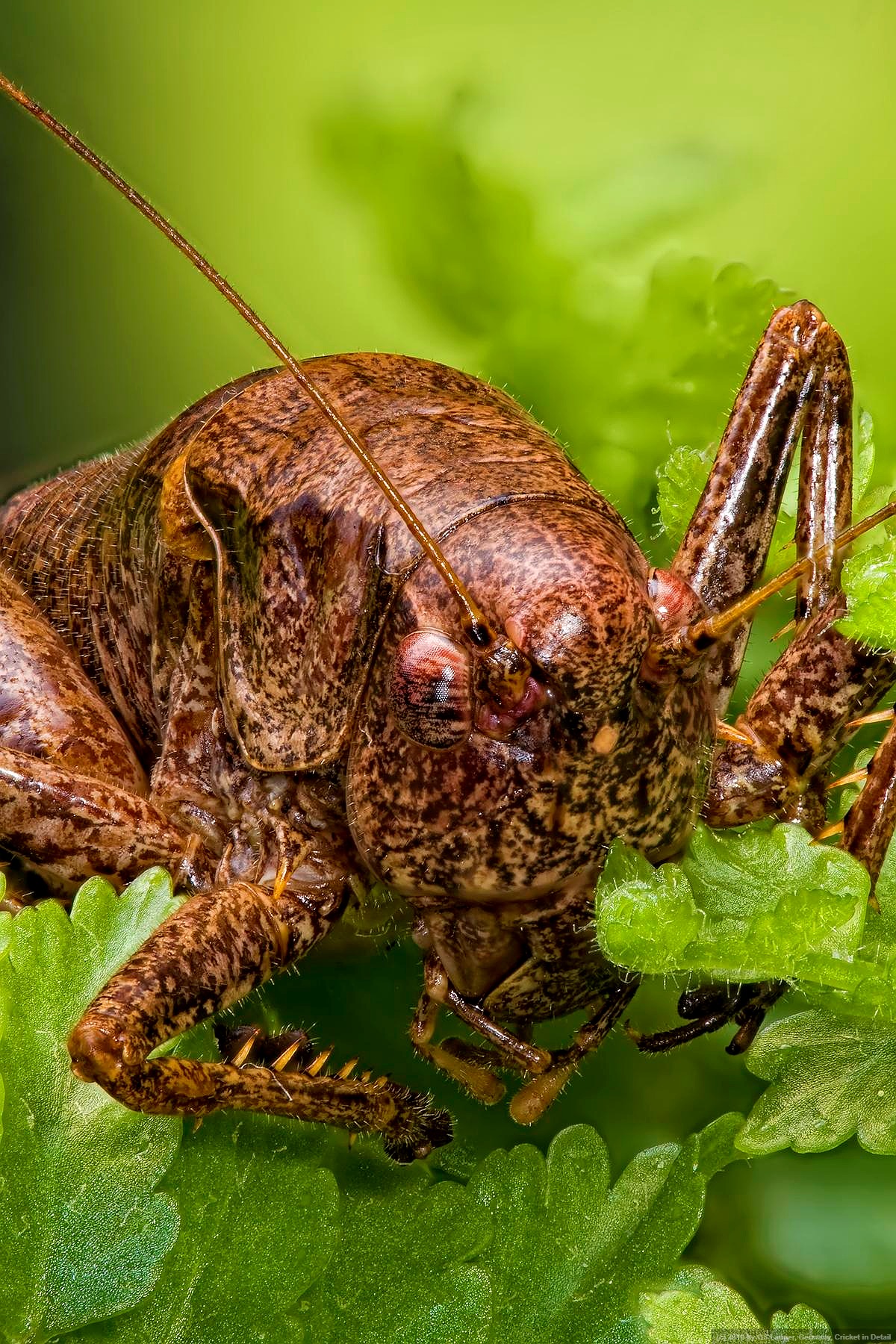 Cricket in Detail in Home Studio, Germany