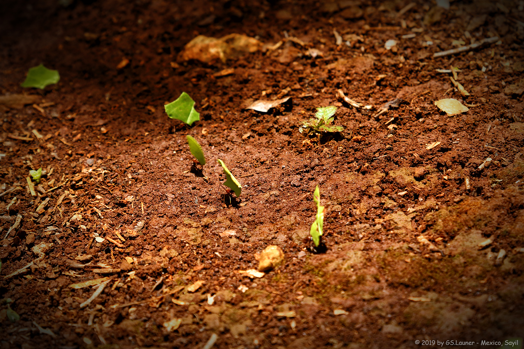 Leafcutter ant, Mexico