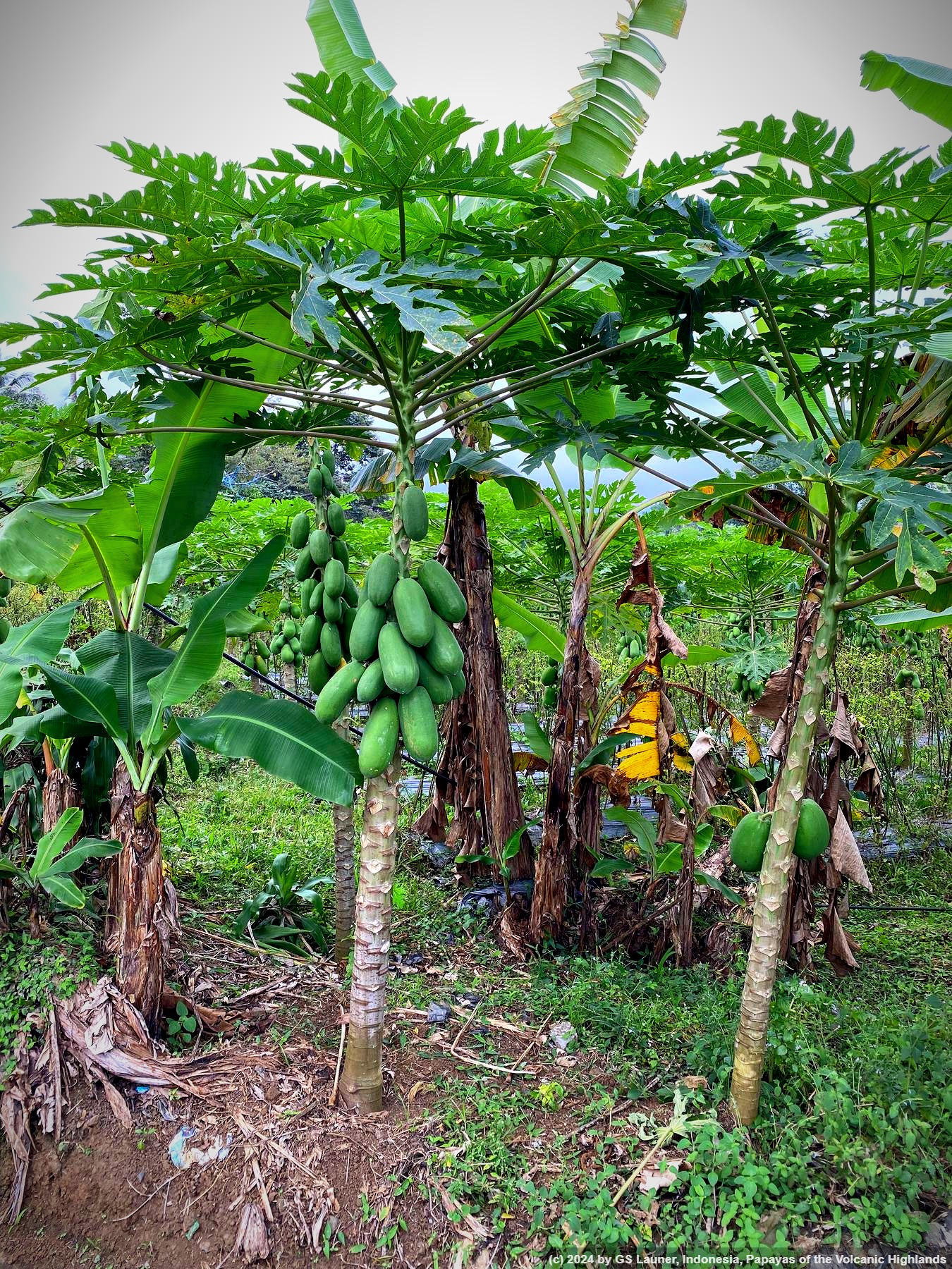 Papayas of the Volcanic Highlands in Sidomuilo, East Java, Indonesia