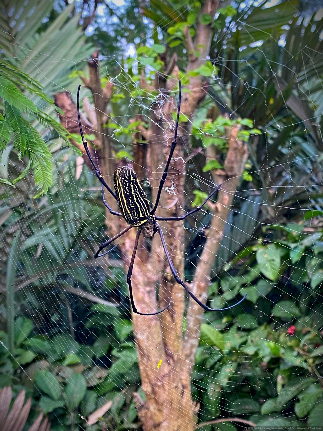 Giant Orb-Weaver of East Java in Sidomulyo, East Java, Indonesia
