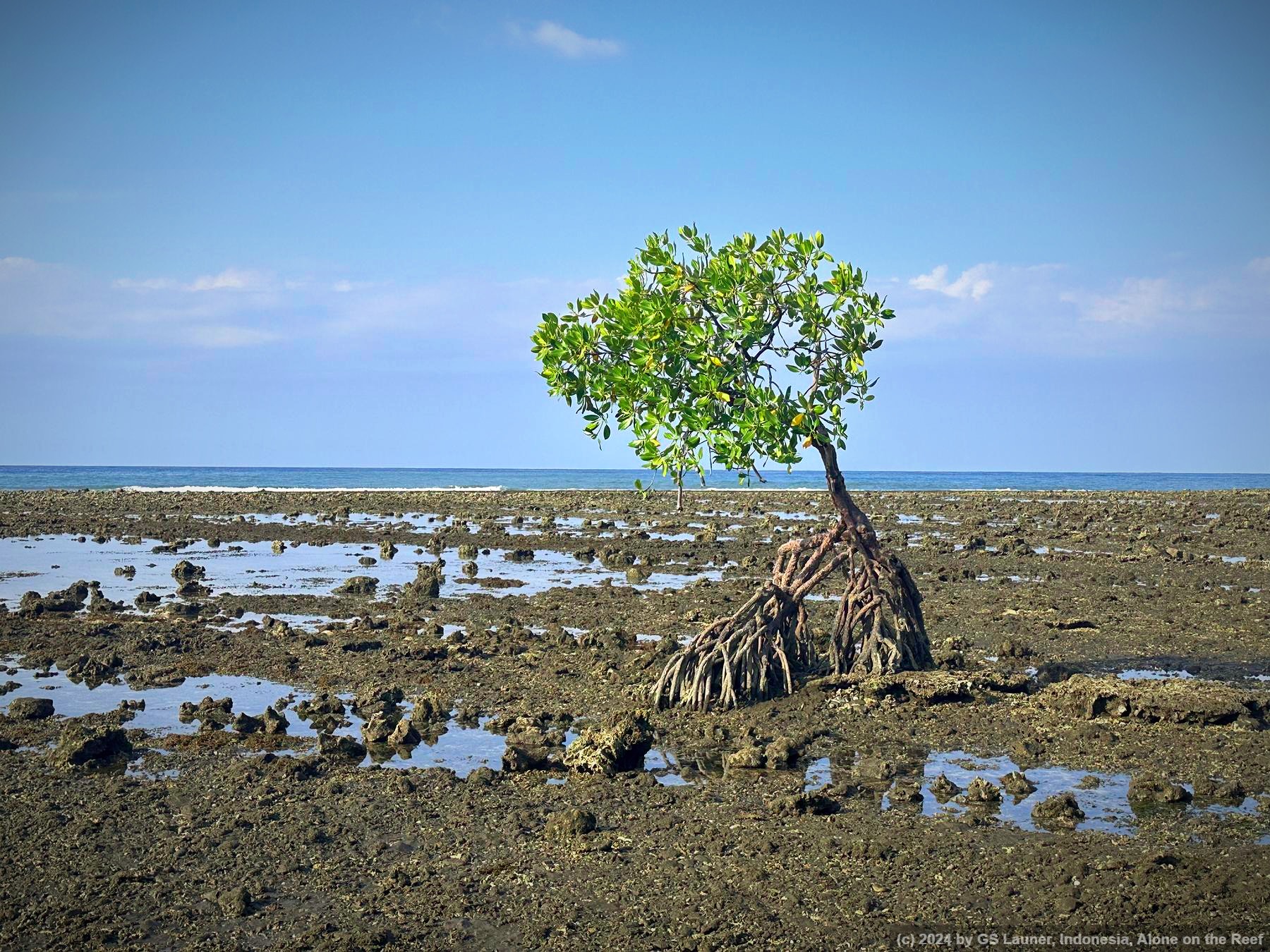 Alone on the Reef in West Bali, Indonesia