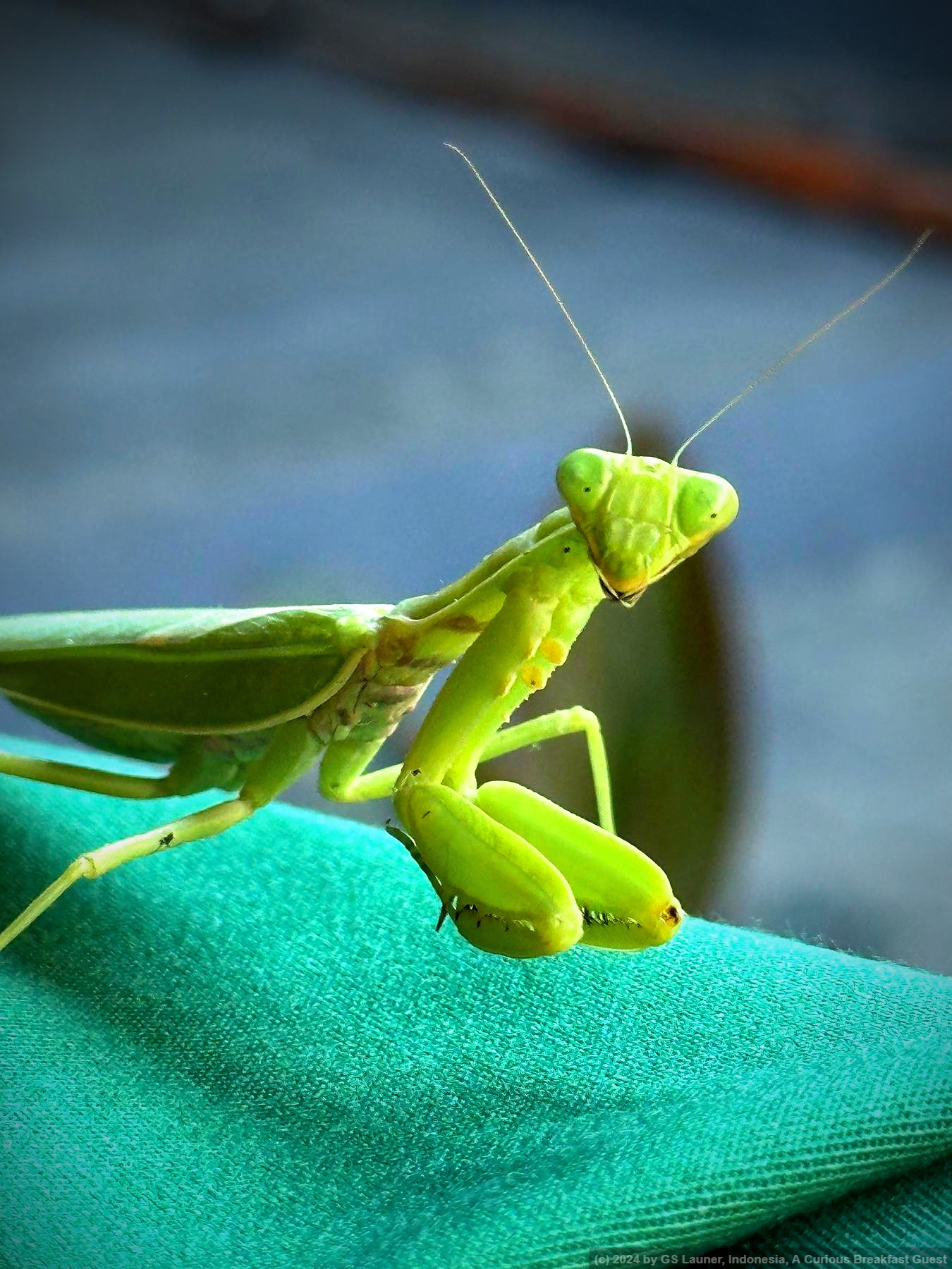 A Curious Breakfast Guest in West Bali, Indonesia