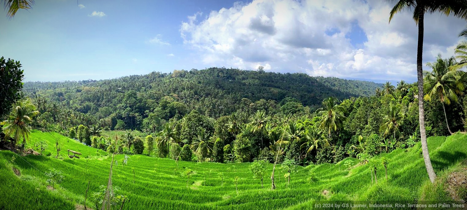 Rice Terraces and Palm Trees in Nord Bali, Indonesia