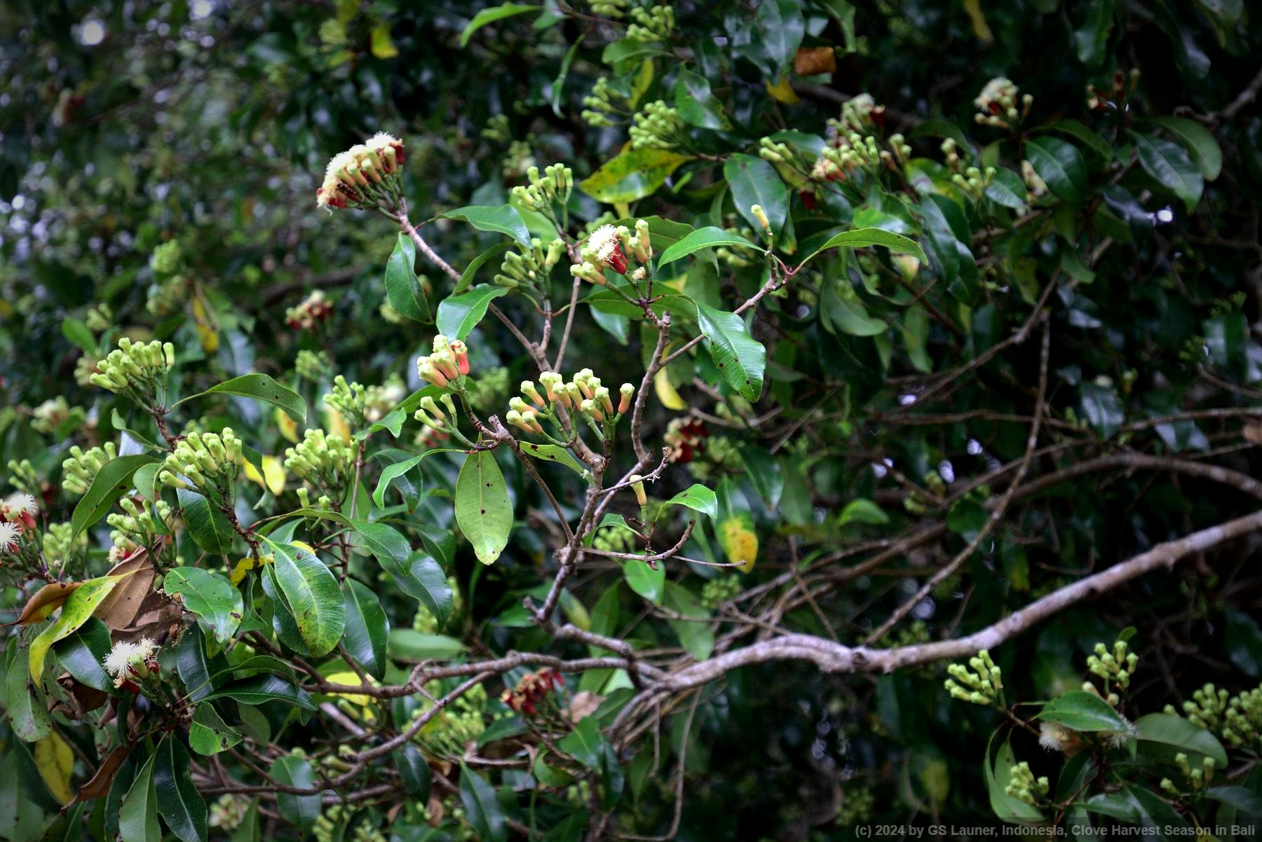 Clove Harvest Season in Bali in Bali, Indonesia