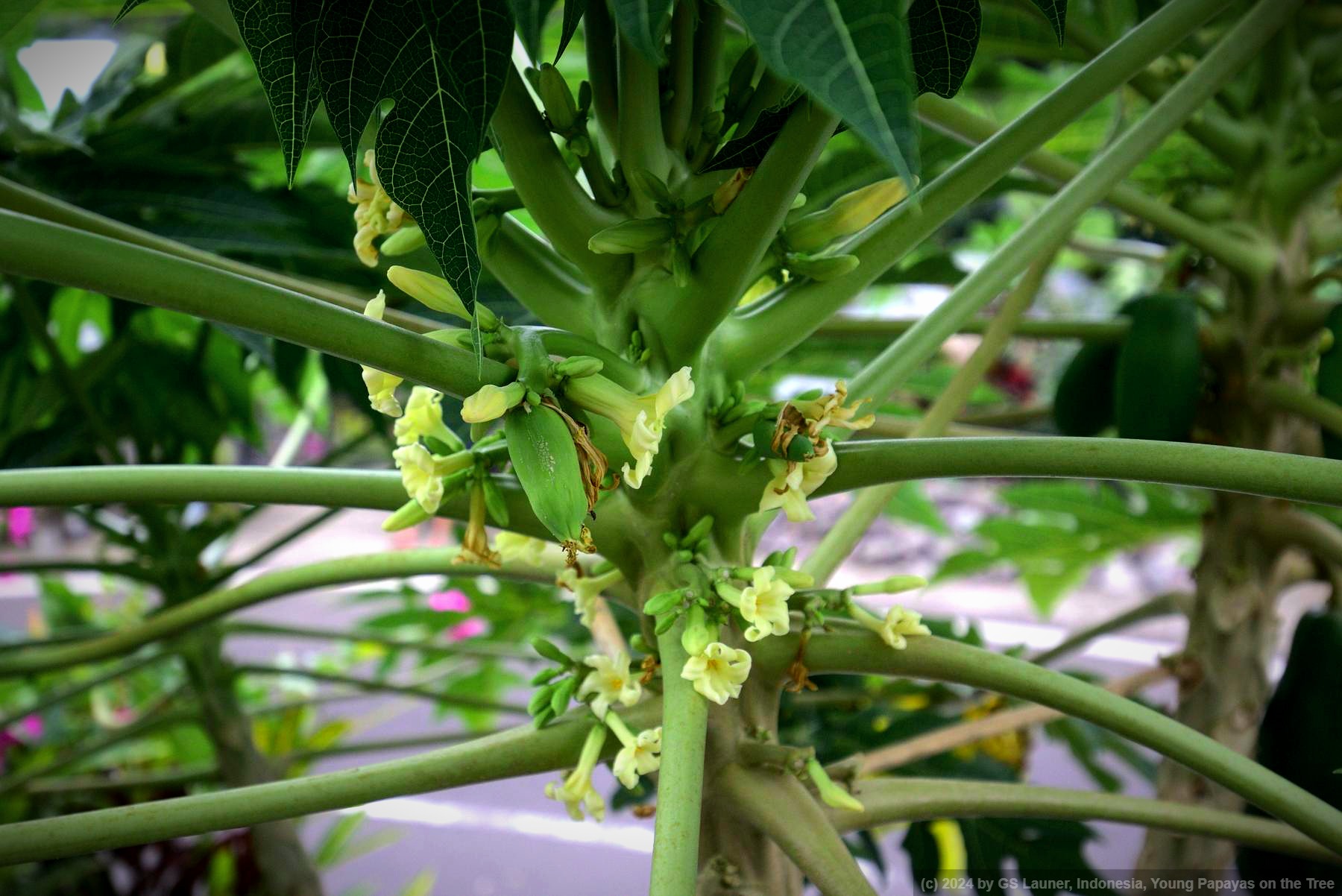 Young Papayas on the Tree in Bali, Indonesia
