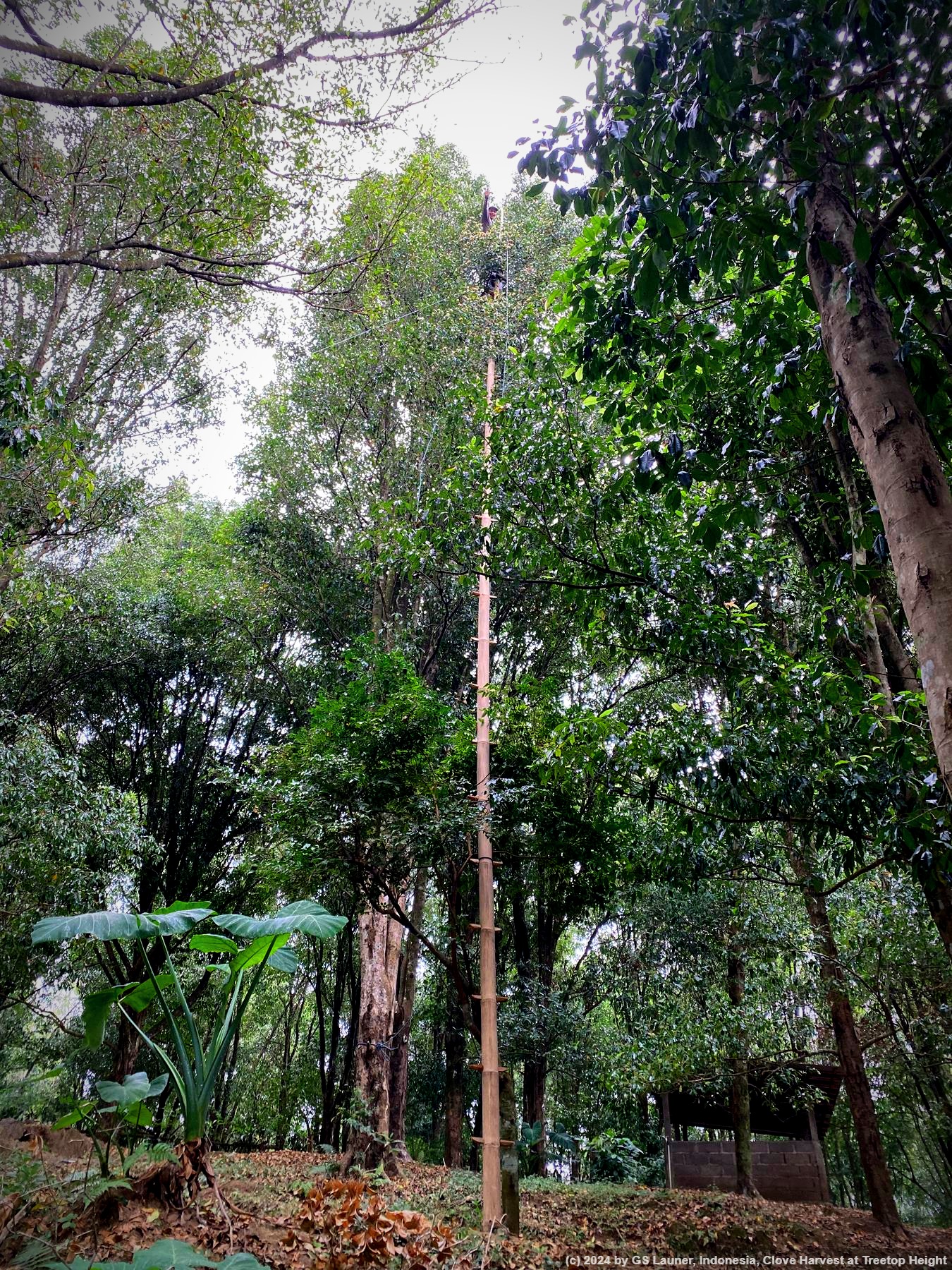 Clove Harvest at Treetop Height in Bali, Indonesia