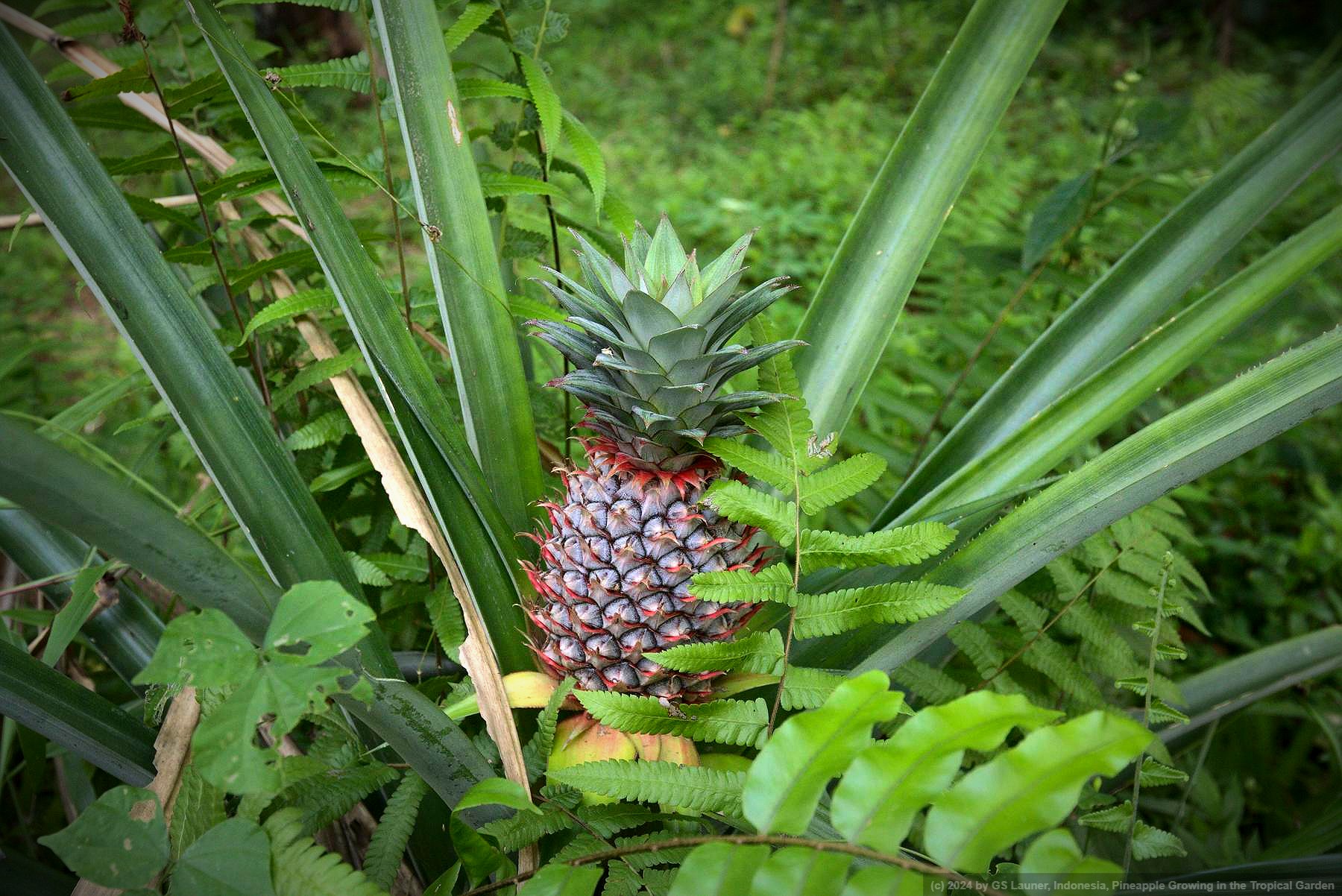 Pineapple Growing in the Tropical Garden in Bali, Indonesia