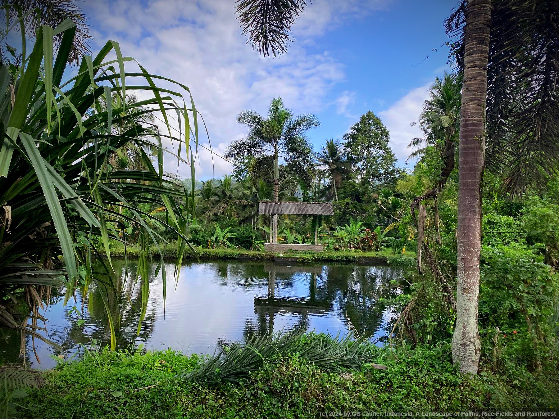 A Landscape of Palms, Rice Fields and Rainforest in Selat, Indonesia