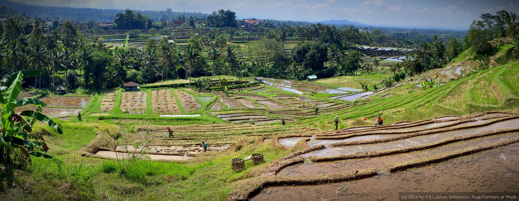 Rice Farmers at Work in Wongaya Gede Rice Terraces, Indonesia