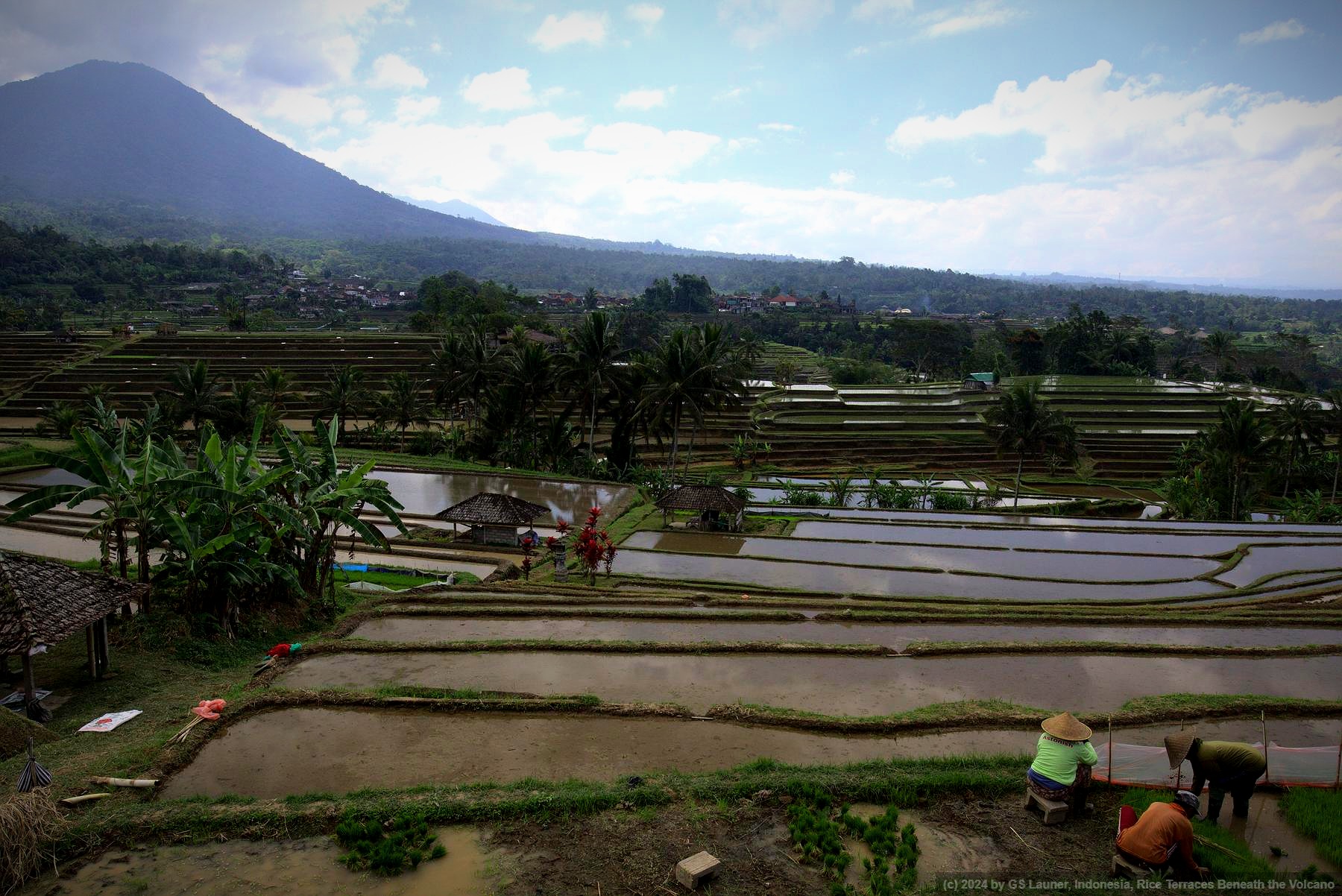 Rice Terraces Beneath the Volcano in Wongaya Kaja Rice Terraces, Indonesia