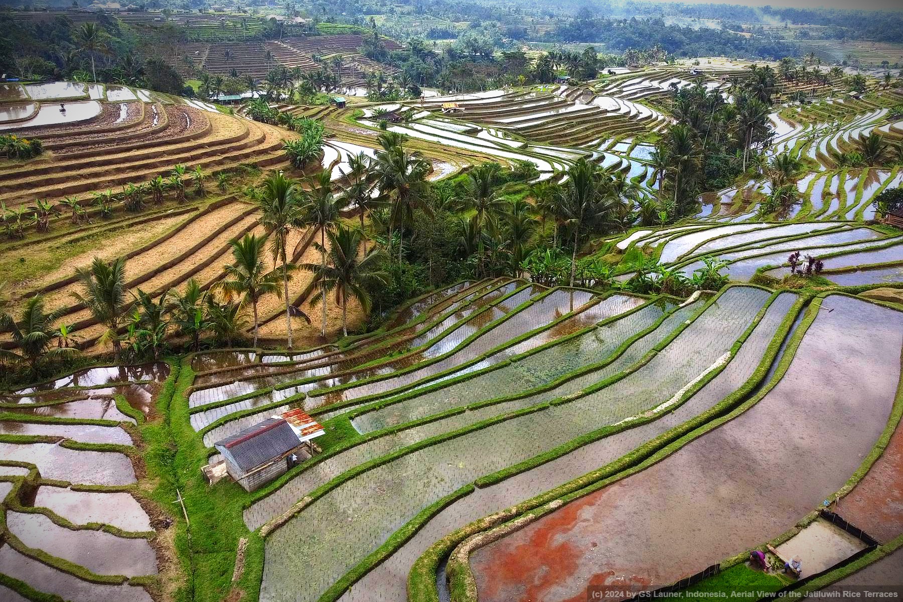 Aerial View of the Jatiluwih Rice Terraces in Jatiluwih Rice Terraces, Indonesia