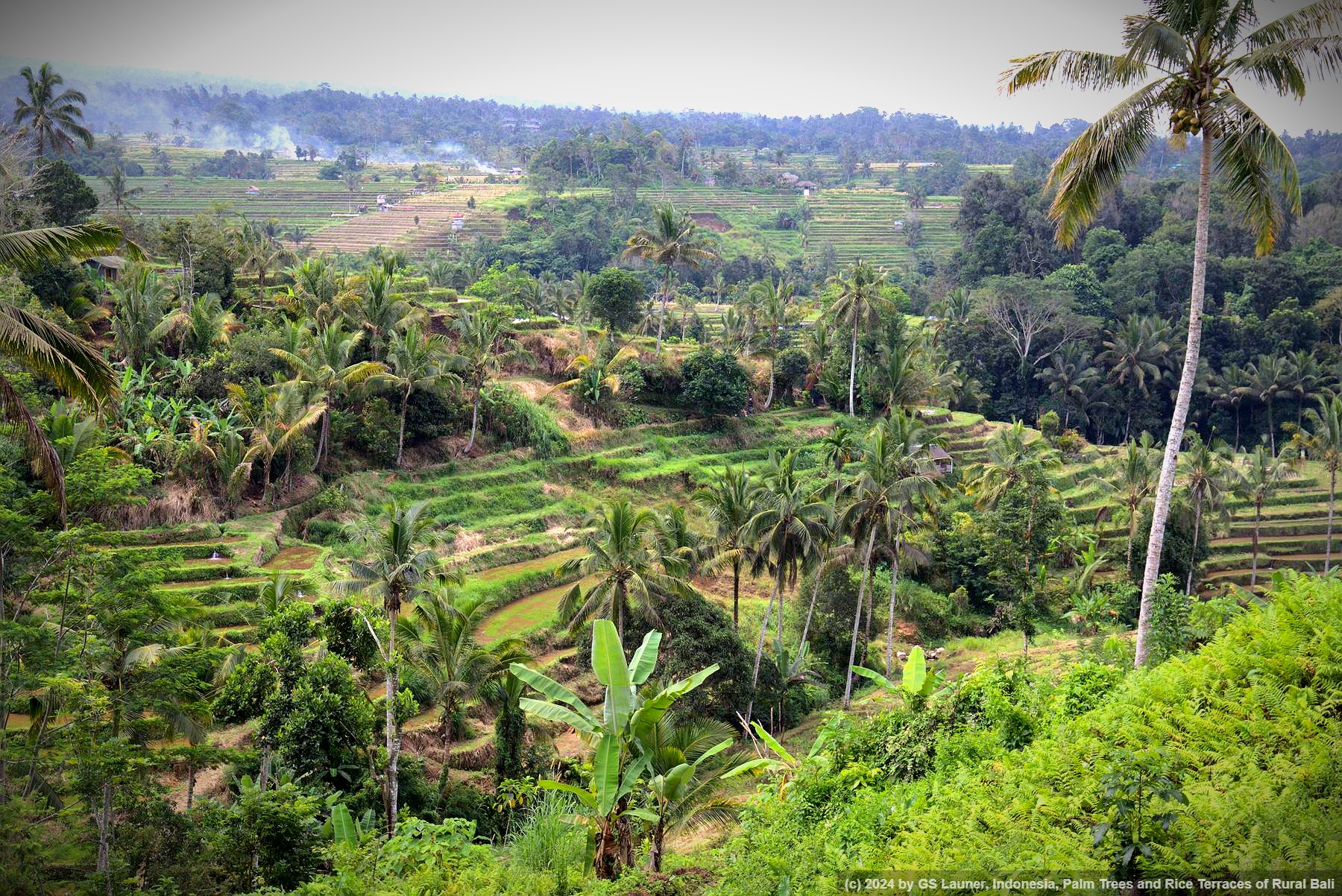 Palm Trees and Rice Terraces of Rural Bali in Empalan Valley, Indonesia