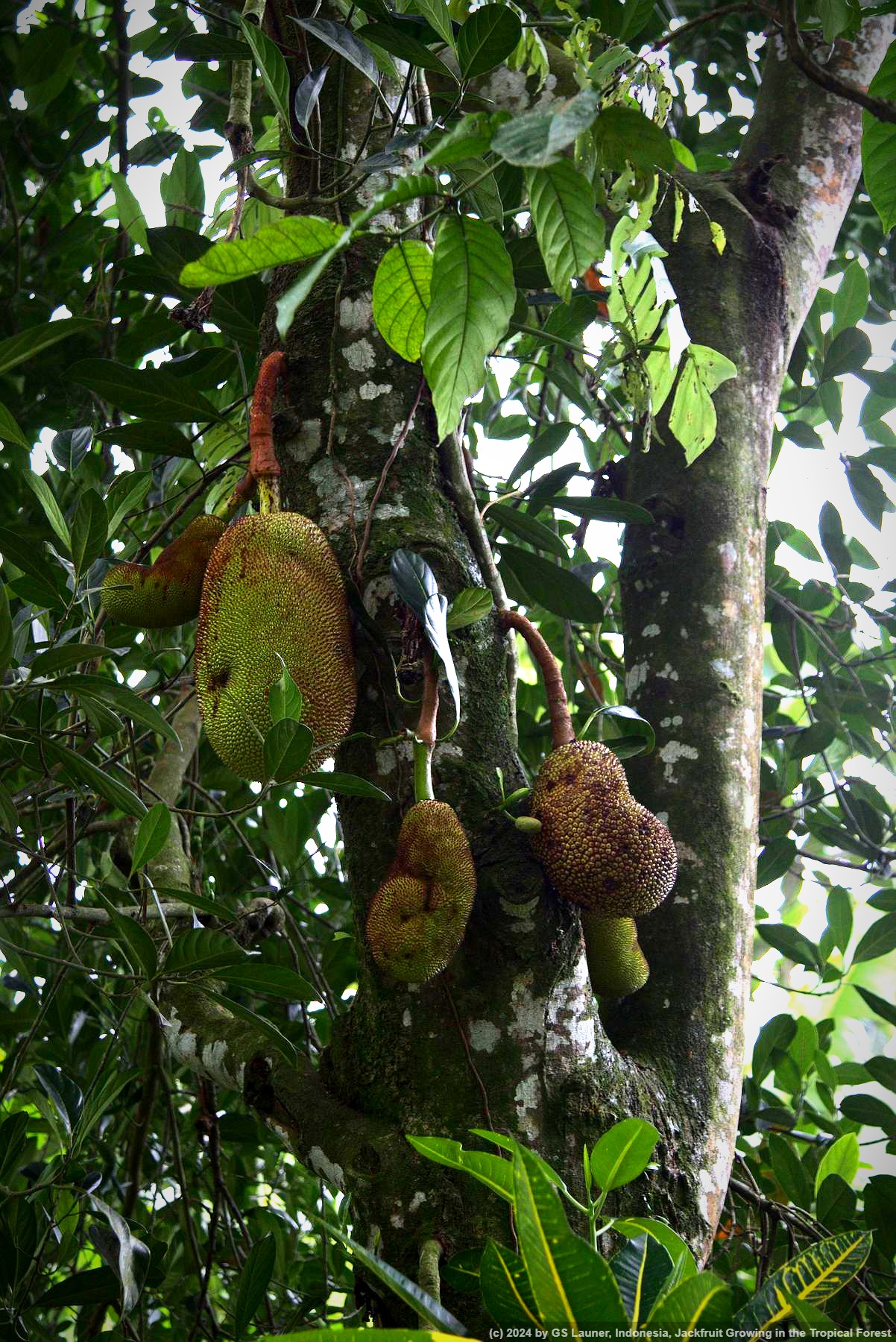 Jackfruit Growing in the Tropical Forest in Empalan, Indonesia