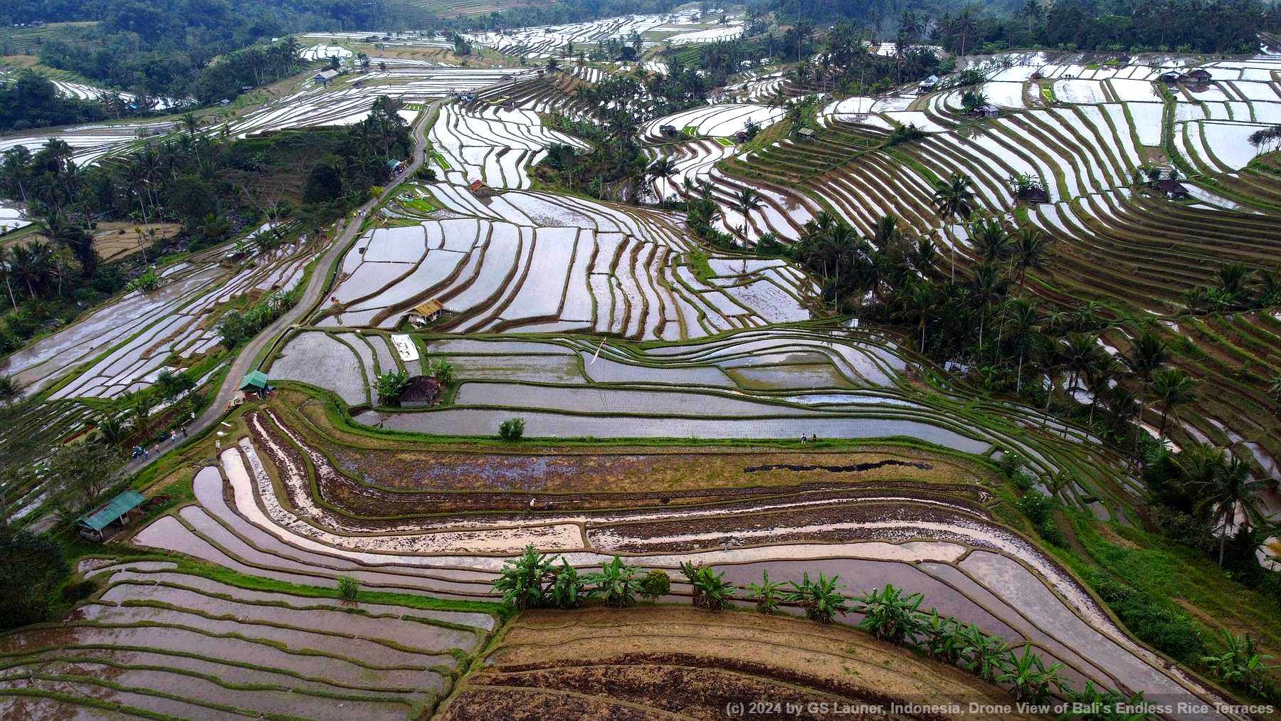 Drone View of Bali's Endless Rice Terraces in Banjar Senganan Kangin Rice Terraces, Indonesia