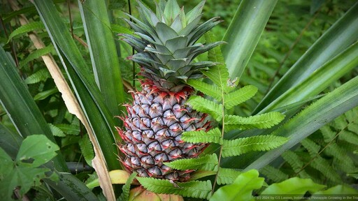 Pineapple Growing in the Tropical Garden