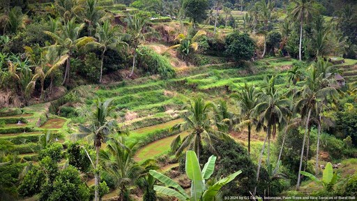 Palm Trees and Rice Terraces of Rural Bali
